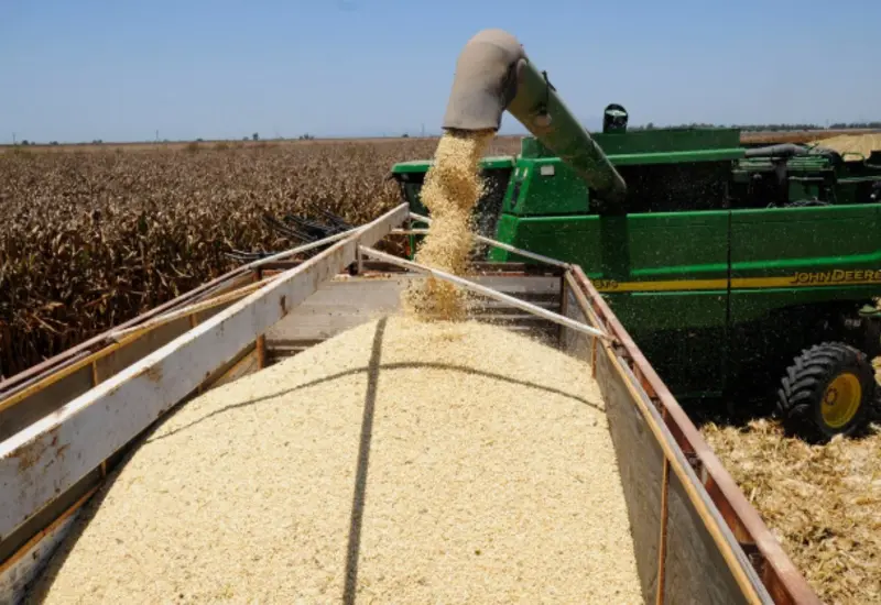 Granos de maíz y soya que ilustran el récord histórico en la importación de estos productos básicos por parte de México.