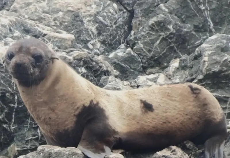 Un lobo marino en una costa de México muestra una extraña pérdida de pelaje, un problema que los expertos están investigando.