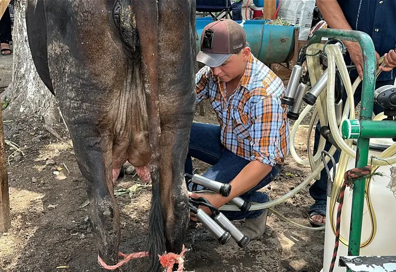 Producción de queso, crema y leche que mueve la economía local de Niltepec, impulsada por la inversión en mejoramiento de la genética bovina.