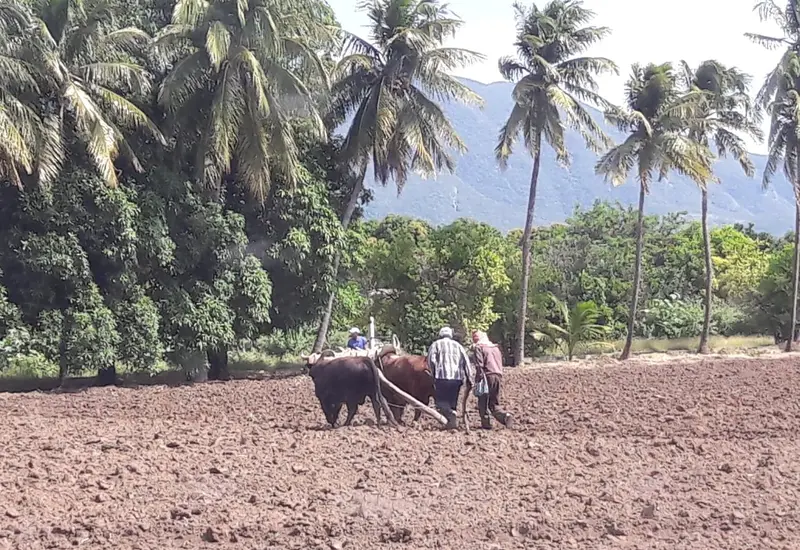 Un campesino del Istmo muestra los efectos de la crisis del campo, donde sembrar ya no resulta una actividad rentable para los productores locales.