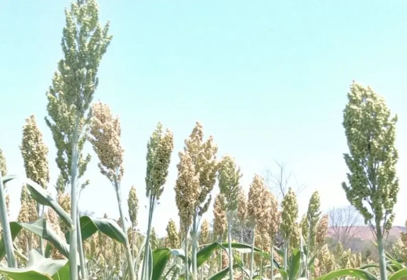 Un grupo de productores de sorgo de la región del Istmo se manifiestan para solicitar apoyo urgente ante la crisis que afecta sus cultivos.
