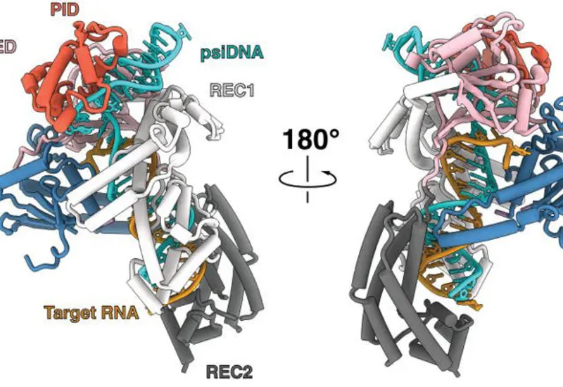 Científicos lograron reprogramar enzimas CRISPR.