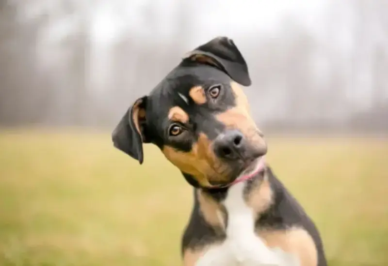 Un perro curioso inclina su cabeza hacia un lado, un gesto que podría indicar que está concentrado o procesando información auditiva.