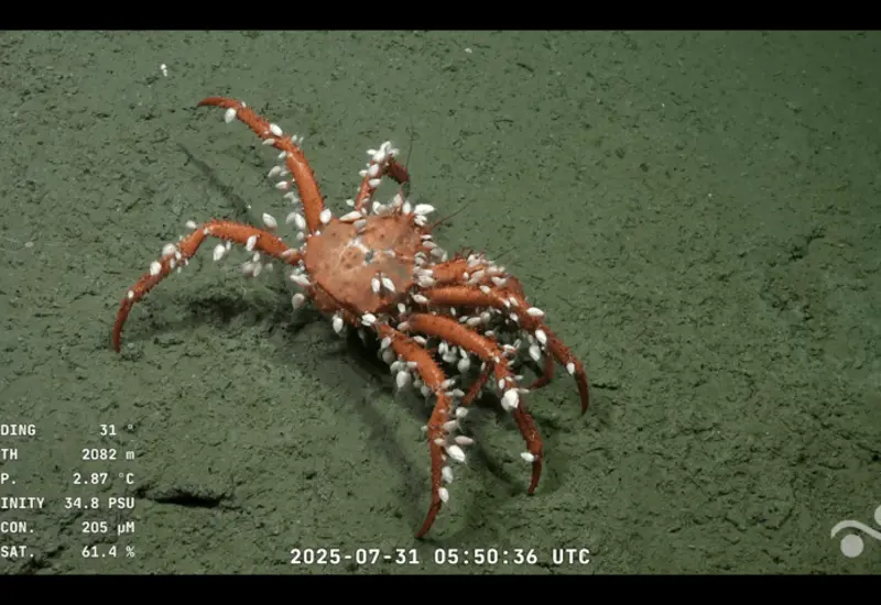 La especie presenta rasgos anatómicos inéditos dentro de su familia biológica.