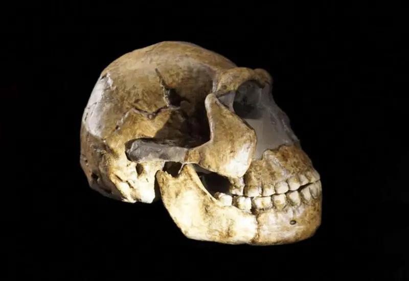 Primer plano de los restos fósiles de Homo naledi, donde un análisis de proteínas permitió a los científicos identificar que pertenecían a hembras.