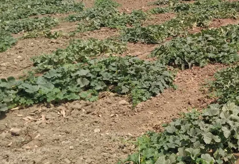 Conagua prevé lluvias similares a las de 2025.