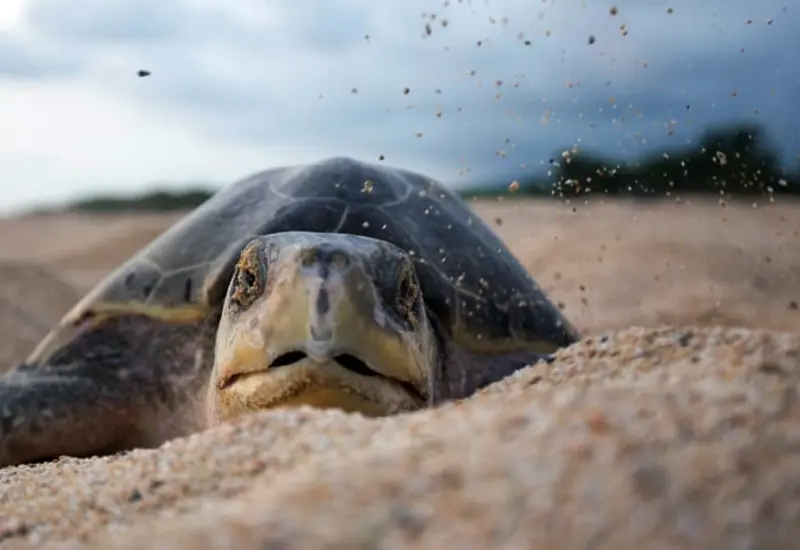  Tortuga golfina.