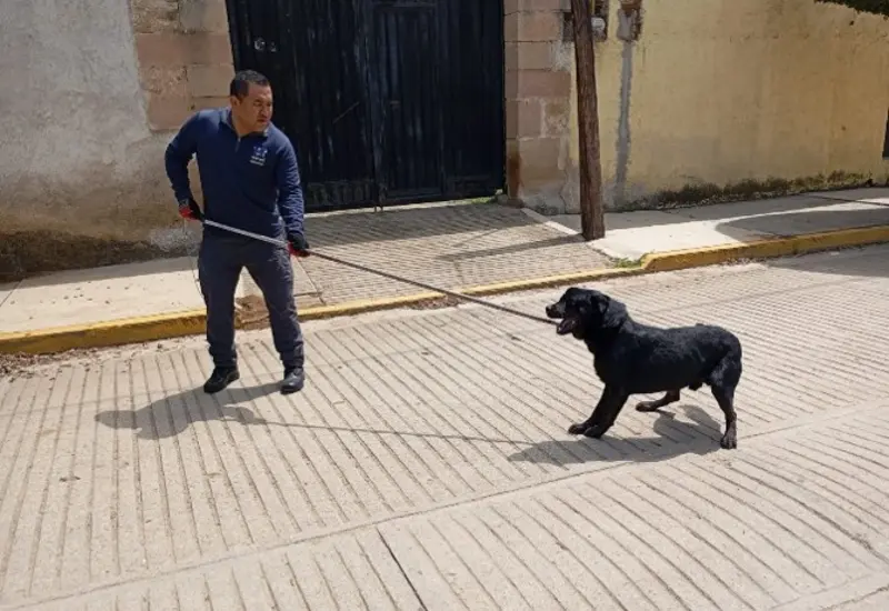 El can fue rescatado en San Pablo Huitzo, Etla.