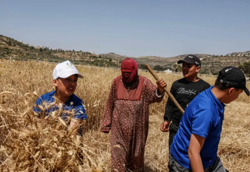 Agricultores palestinos en Cisjordania adelantan la cosecha de sus campos por el temor a incendios provocados en medio de un incremento de ataques.