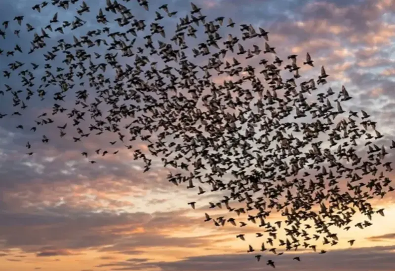 Una bandada de aves vuela en formación, organizándose y acomodándose pasivamente por las fuerzas del aire en movimiento durante su vuelo.