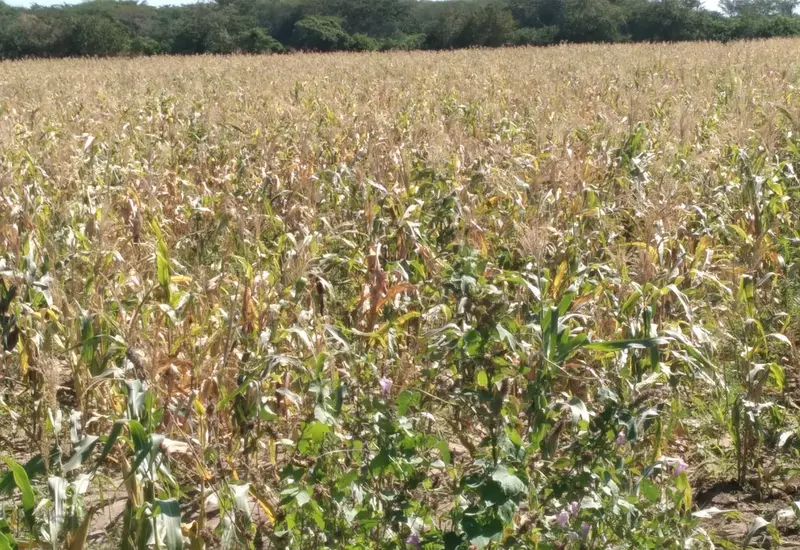 Campesinos en Oaxaca enfrentan una severa crisis agrícola debido a la sequía y la falta de créditos y apoyos para el campo.