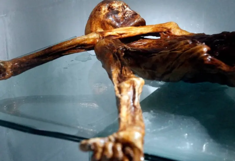 Un pan horneado por científicos utilizando la levadura encontrada en los intestinos de la momia Ötzi, de 5 mil 300 años de antigüedad.