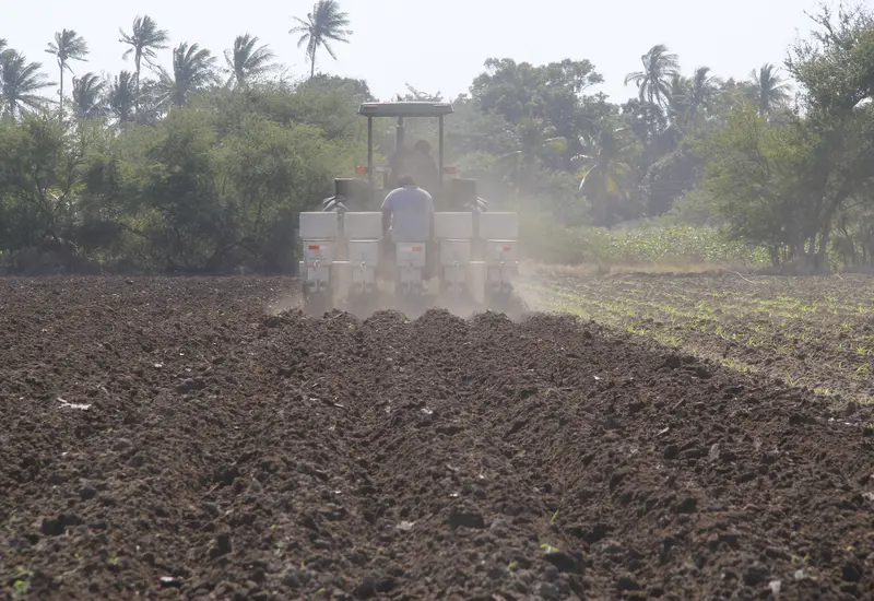 Un campo agrícola en la región del Istmo donde las lluvias recientes permiten a los agricultores facilitar la siembra y reducir los costos de riego.