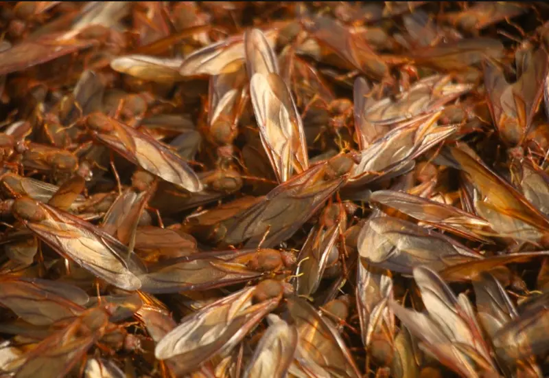 Cientos de ciudadanos en Oaxaca salen de sus casas al amanecer para recolectar las codiciadas hormigas chicatanas durante la temporada de lluvias.