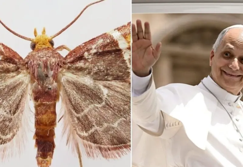 Fotografía de la nueva especie de polilla púrpura, la cual fue descubierta y nombrada en honor al Papa León XIV.