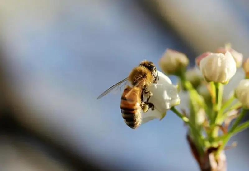 Un paisaje después de un desastre natural, donde restos orgánicos como madera y hojas secas ayudan a acelerar la recuperación del ecosistema.