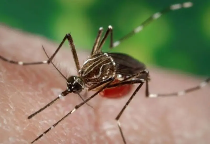 Brigadas recorrerán municipios para reducir criaderos del mosquito.