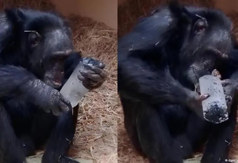 Un chimpancé examina con atención y curiosidad un cristal, un comportamiento que revela la fascinación que une a primates y humanos.