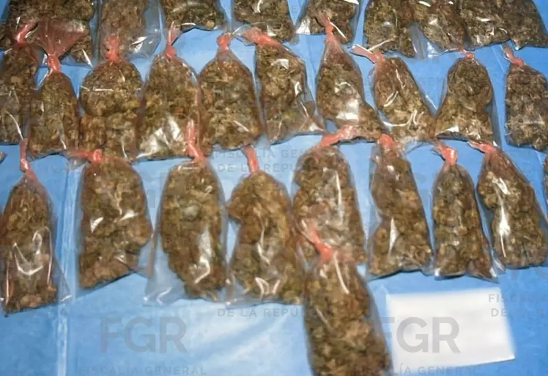 La FGR realiza la destrucción de 23 kilogramos de marihuana, como parte de los operativos de febrero que llevaron a la detención de 27 personas.