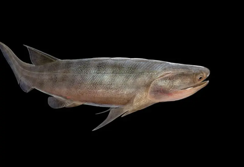 Ilustración del fósil Eosteus chongqingensis, una especie hallada en China y considerada el pez óseo más antiguo del mundo hasta la fecha.