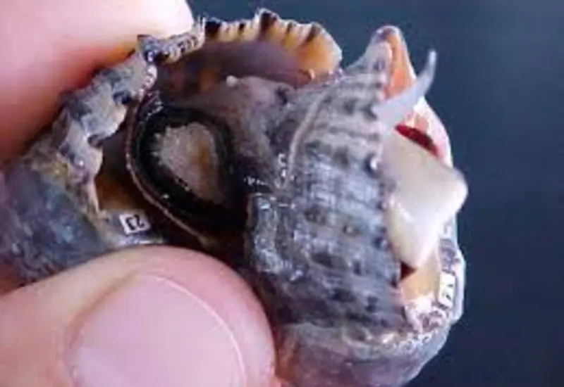 Caracoles del género Plicopurpura.