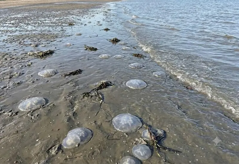 Fenómeno marino en Oaxaca deja playas cubiertas de medusas “bola de cañón”. 