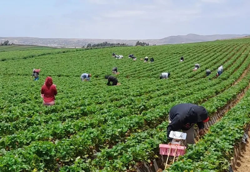 Jornaleros migrantes de Oaxaca tendrán mayor protección laboral, promete gobierno. 