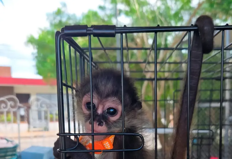 Entre los ejemplares había un jaguar y monos araña. 