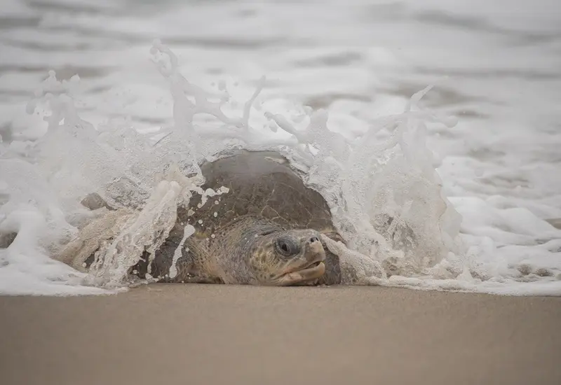 Arribada de tortugas en la Costa de Oaxaca impulsa llamado a turismo responsable.