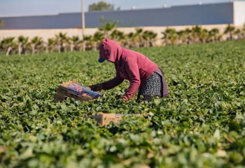 La medida busca erradicar la explotación laboral en el campo mexicano. Foto: La Jornada Sinaloa