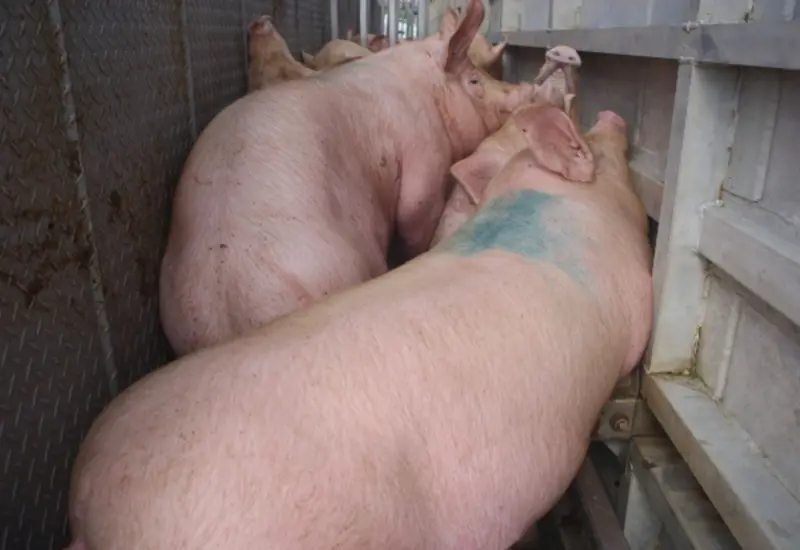 La carne de cerdo podrá seguir ingresando al país.