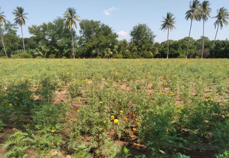 “Sin lluvia no hay siembra”: preocupación crece en el campo de Oaxaca.