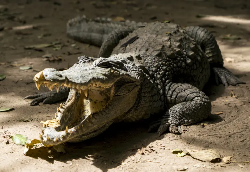 Un cocodrilo de gran tamaño es avistado en una zona turística de Colotepec, Oaxaca, causando alerta tras abandonar su hábitat natural.