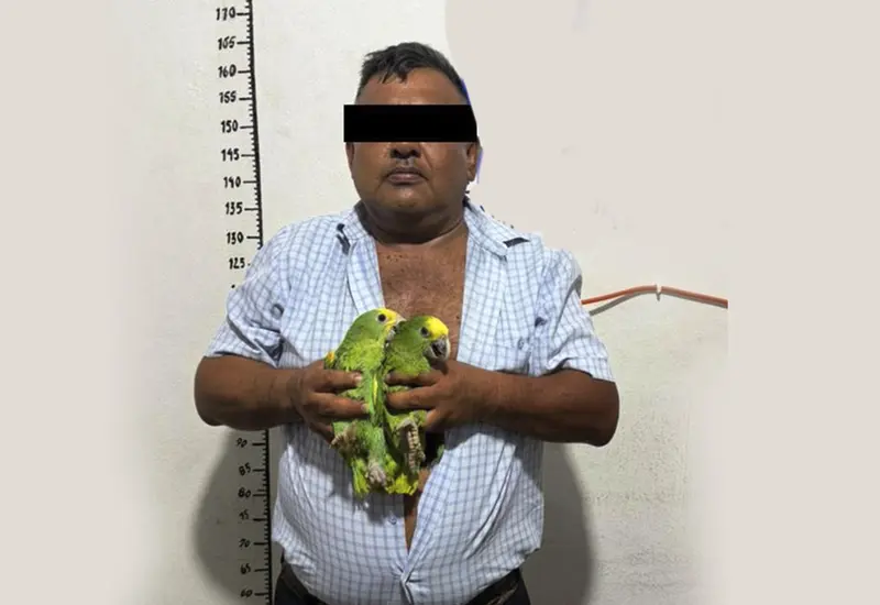 Hombre detenido en Ocotlán de Morelos es puesto a disposición de la autoridad ministerial por el presunto tráfico de loros y drogas.