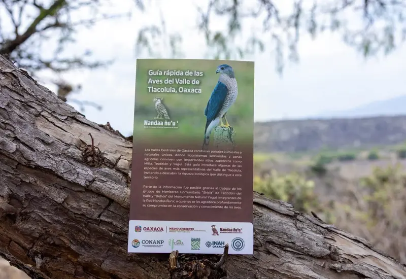 La nueva guía ambiental sobre el santuario de aves de Tlacolula, Oaxaca, que documenta el 'tesoro alado' con más de 115 especies.