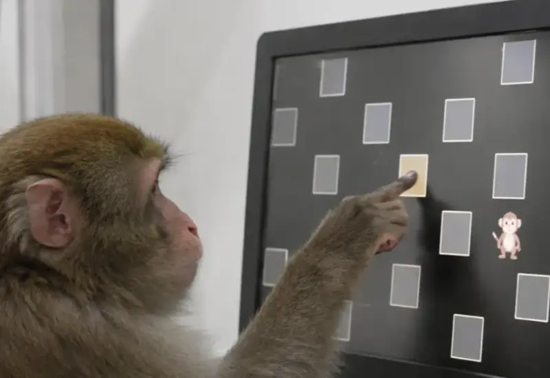 Varios monos macacos se concentran en un videojuego, demostrando su curiosidad al seguir jugando incluso sin recibir recompensas de comida.