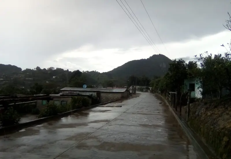 Campo de cultivo de durazno en San Miguel Tenango, donde agricultores apuestan por esta fruta como alternativa ante la crisis del maíz.